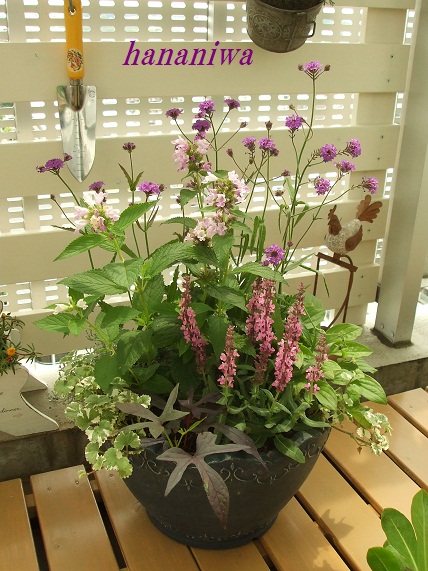 ネペタとリギダの寄せ植え２.JPG