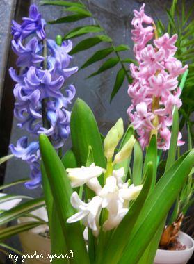ヒヤシンス3色.1.jpg