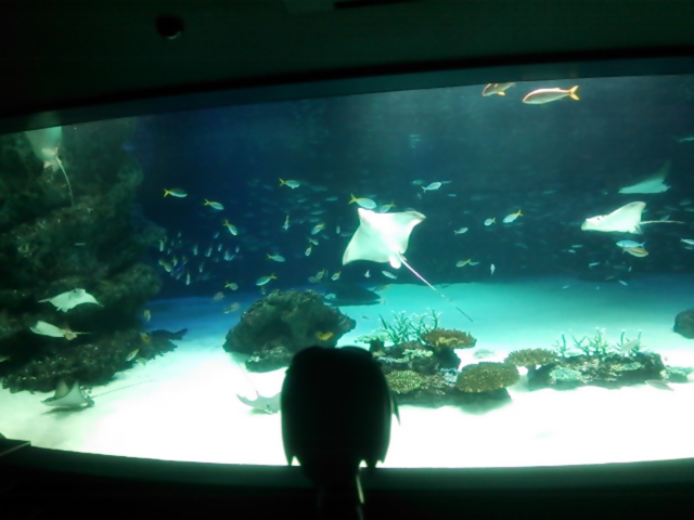 水族館２０１３イトマキエイC.jpg