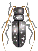 kamikiri.gif