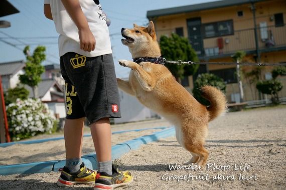 トレーニングが続かないと語るマッチョたち Dog Photography And Essay 楽天ブログ