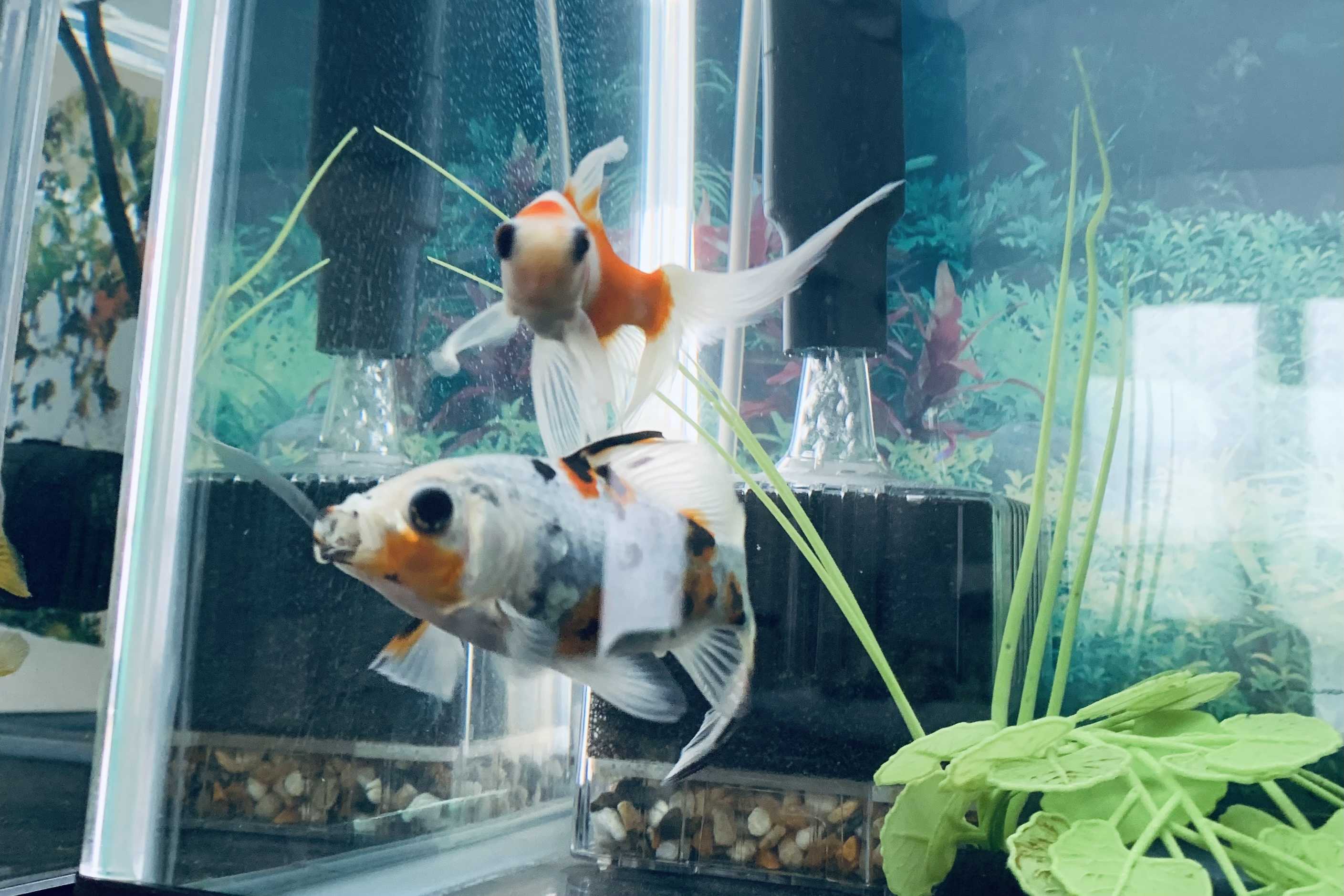 オーロラとの別れ きんぎょとめだかのaquarium 楽天ブログ