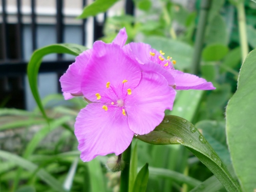 P1150300 (500x374).jpg