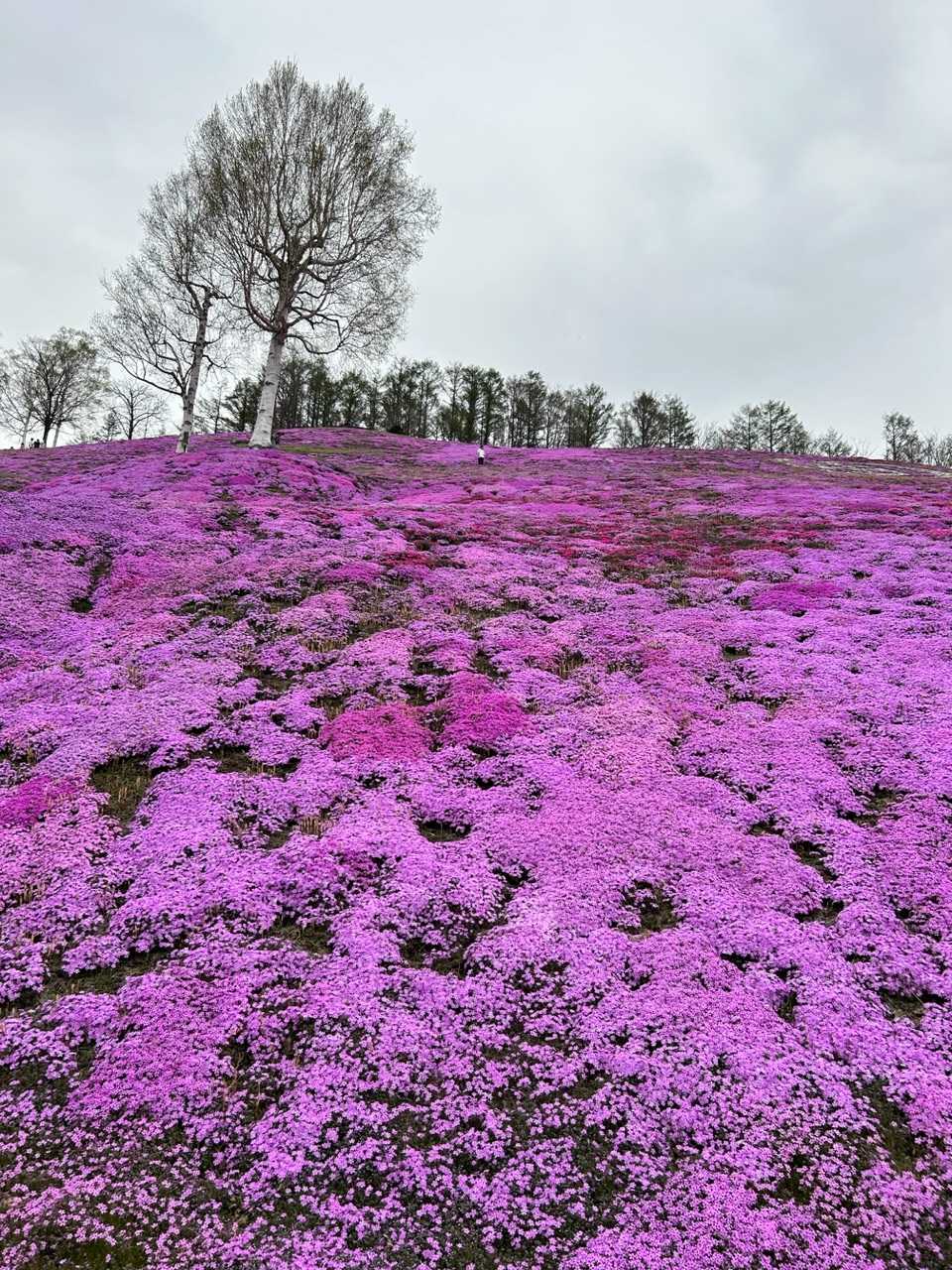 東藻琴芝桜 | おんな自転車ひとり旅 - 楽天ブログ