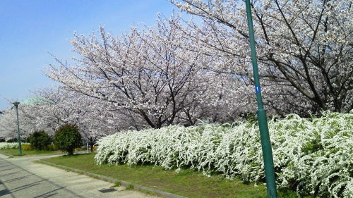桜3