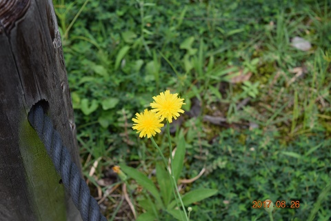 DSC_0118.jpg