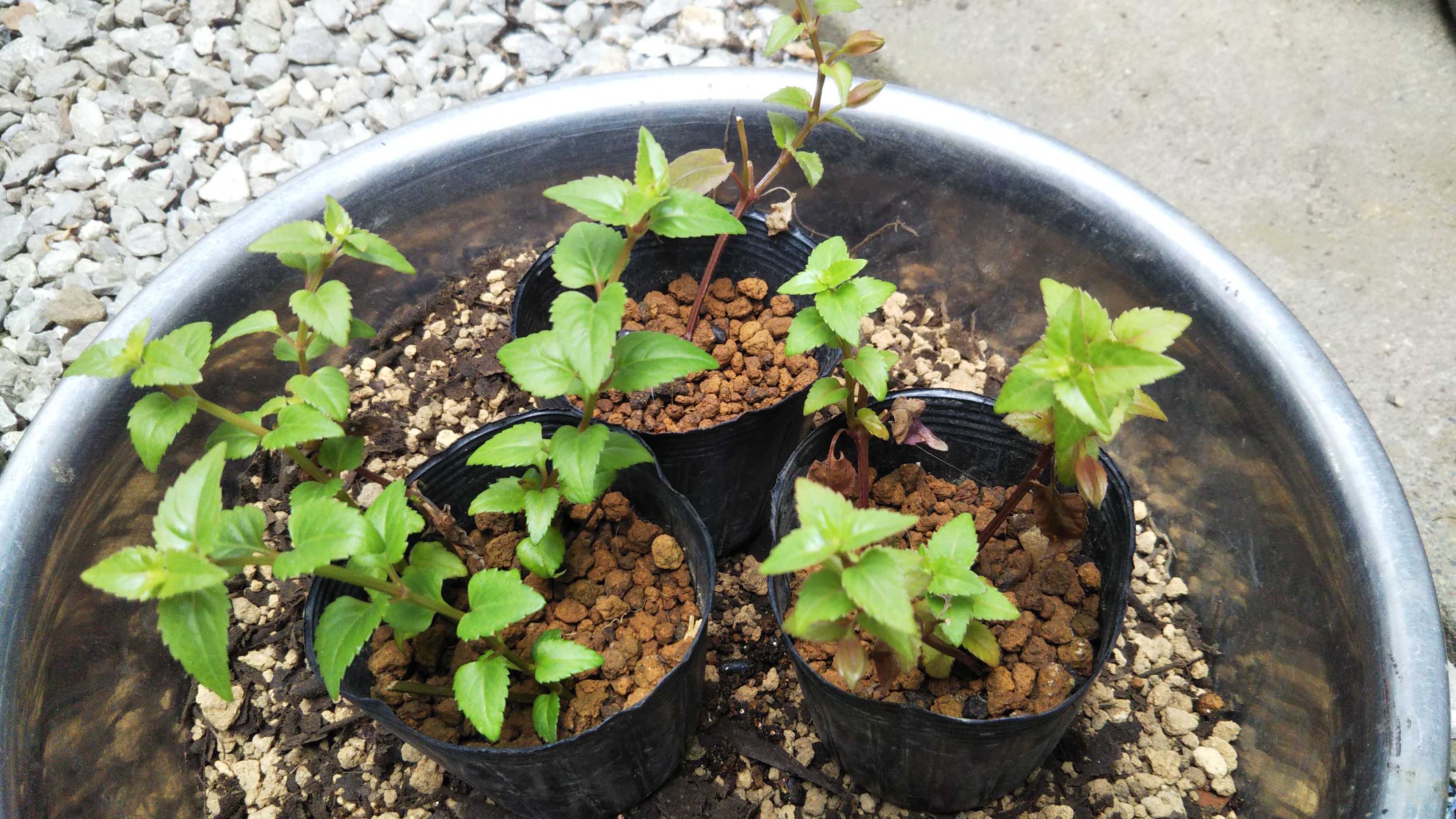 スーパートレニアの植え付け ギリギリのピンクリバー シェードガーデンと猫 楽天ブログ