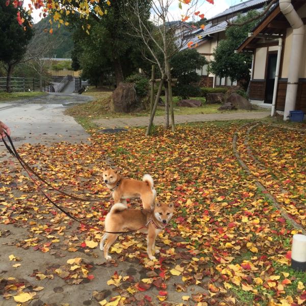 rblog-20151115225707-02.jpg