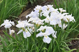 菖蒲城址、菖蒲園