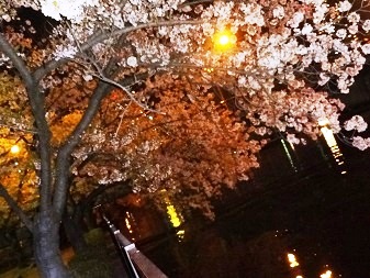 桜３.jpg