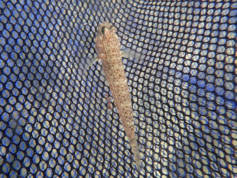 串本磯採集2016年10月上旬42　クツワハゼ（Istigobius campbelli）