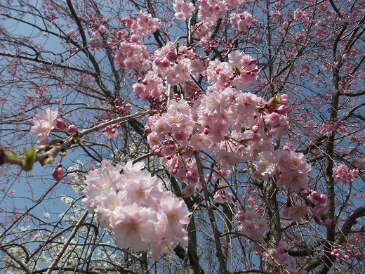 枝垂桜.jpg