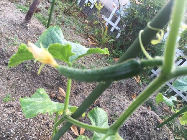 5.31cucumber.jpg