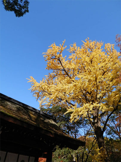kyouto2012112508.jpg