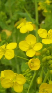 菜の花