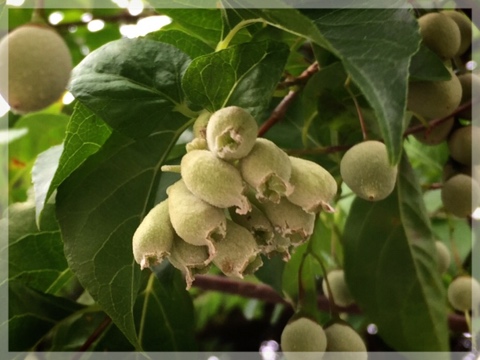 エゴノネコアシ