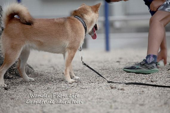 海外で有名な犬は忠犬ハチ公の秋田犬だが Dog Photography And Essay 楽天ブログ