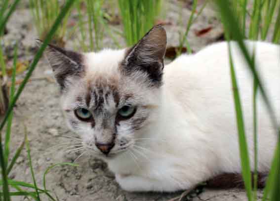 我が家のニャンコ♪2013/9/29-3