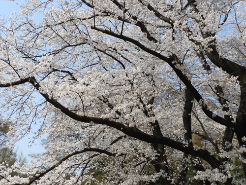 光が丘公園の桜