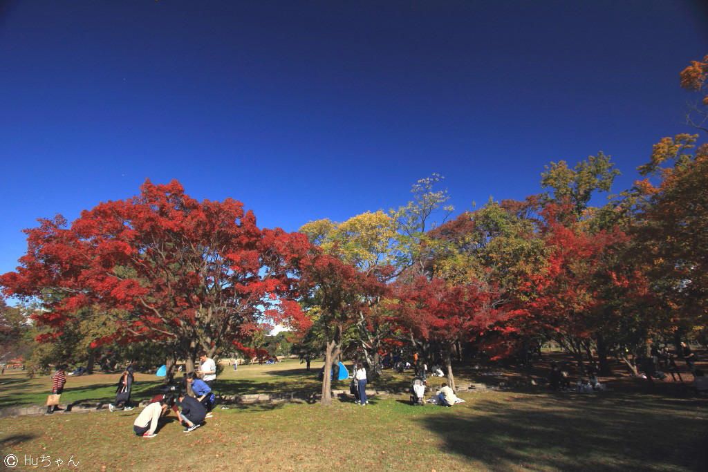 ３ ５６２ー万博記念公園の紅葉２０１９その１ Huちゃん 写真日記 楽天ブログ