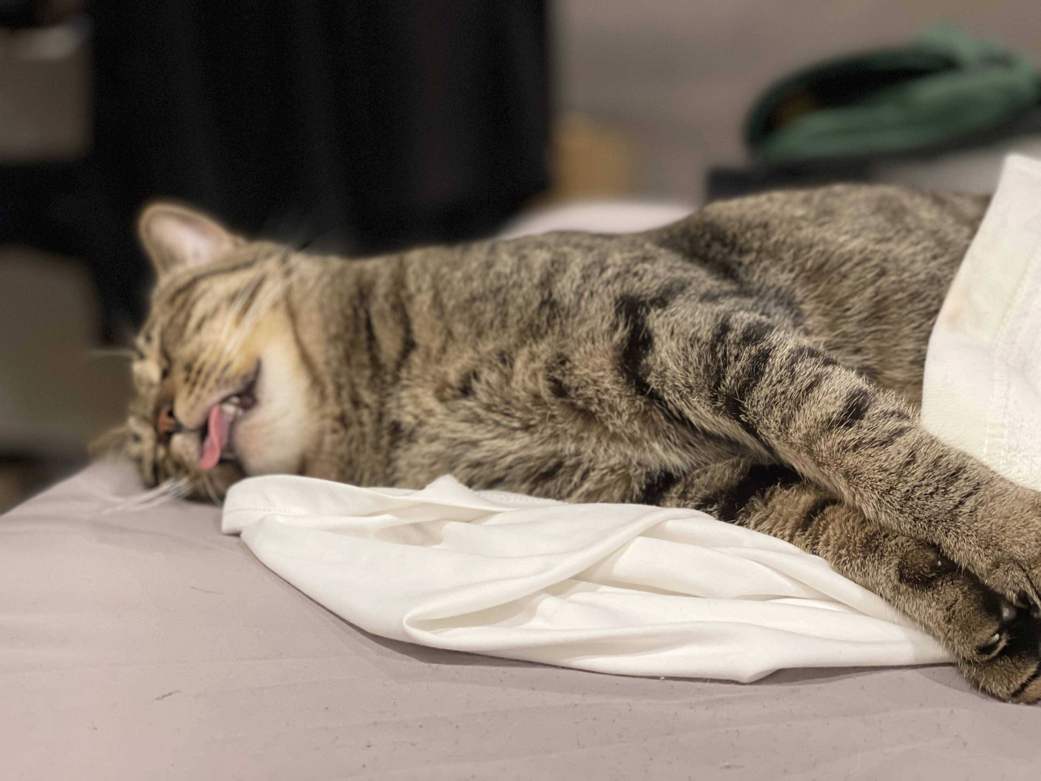 寝る前に・・猫 | スローワークをやってみる。自宅建築中。一人社長のつぶやき。 - 楽天ブログ
