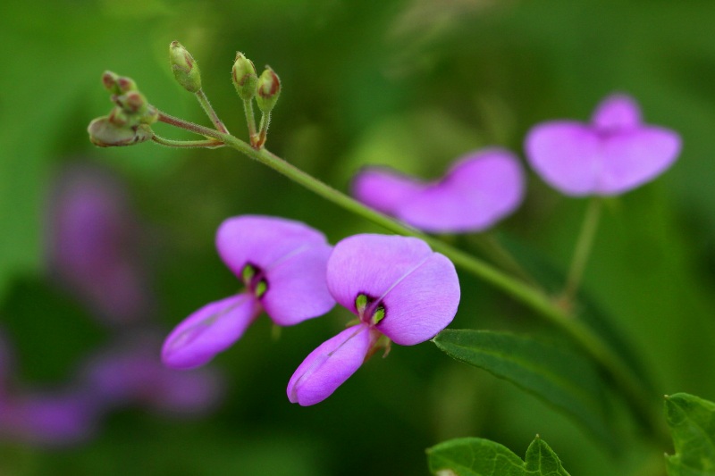 明日香の秋の花_15・荒地盗人萩.jpg