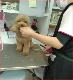 トリミング教室 千葉県いすみ市 海の前のトリミングサロン ｂｅｂｅ 楽天ブログ