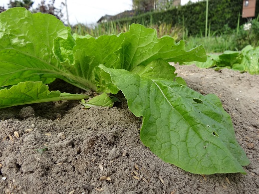 植えて2週間目の白菜.JPG
