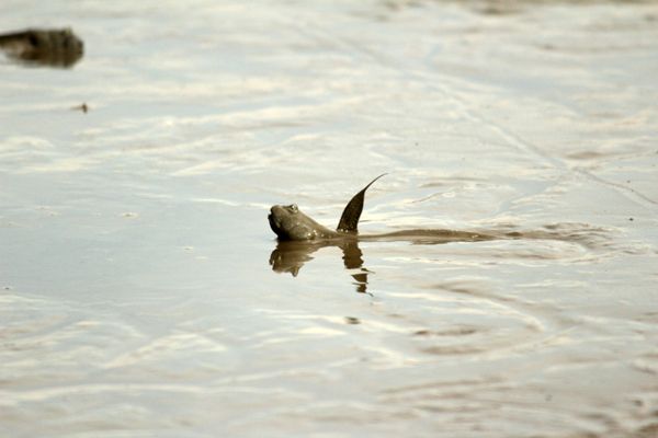 有明海でムツゴロウを撮ってみた ひろの気ままな日常 楽天ブログ