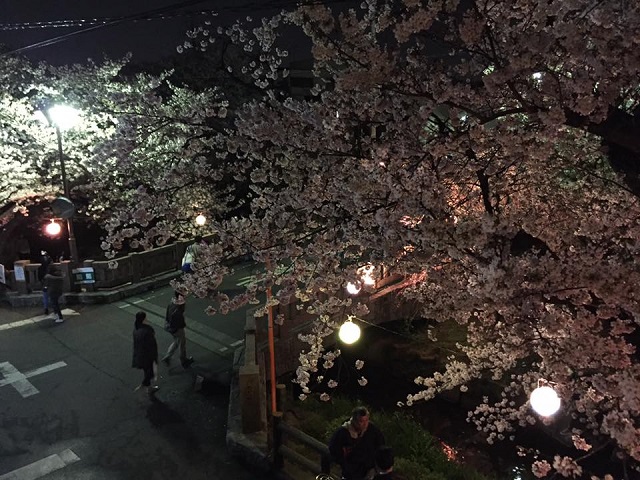 宿河原夜桜１.jpg