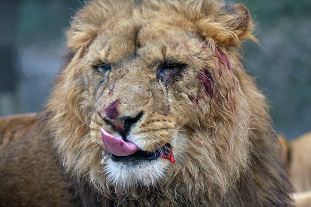 lion.jpg