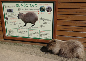 どうぶつ13.jpg