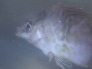 ツボダイ（Pentaceros japonicus）14　深海魚飼育