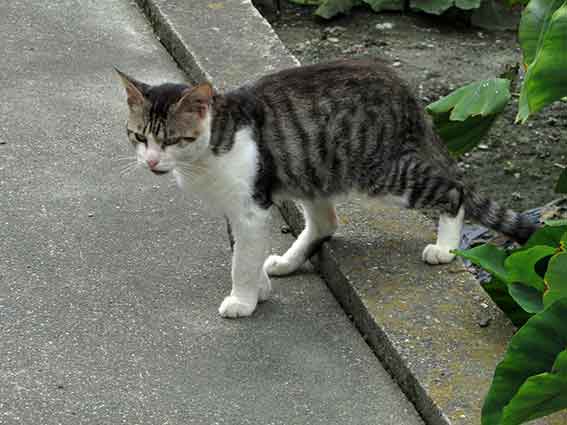 我が家のニャンコ♪2015/8/31-3