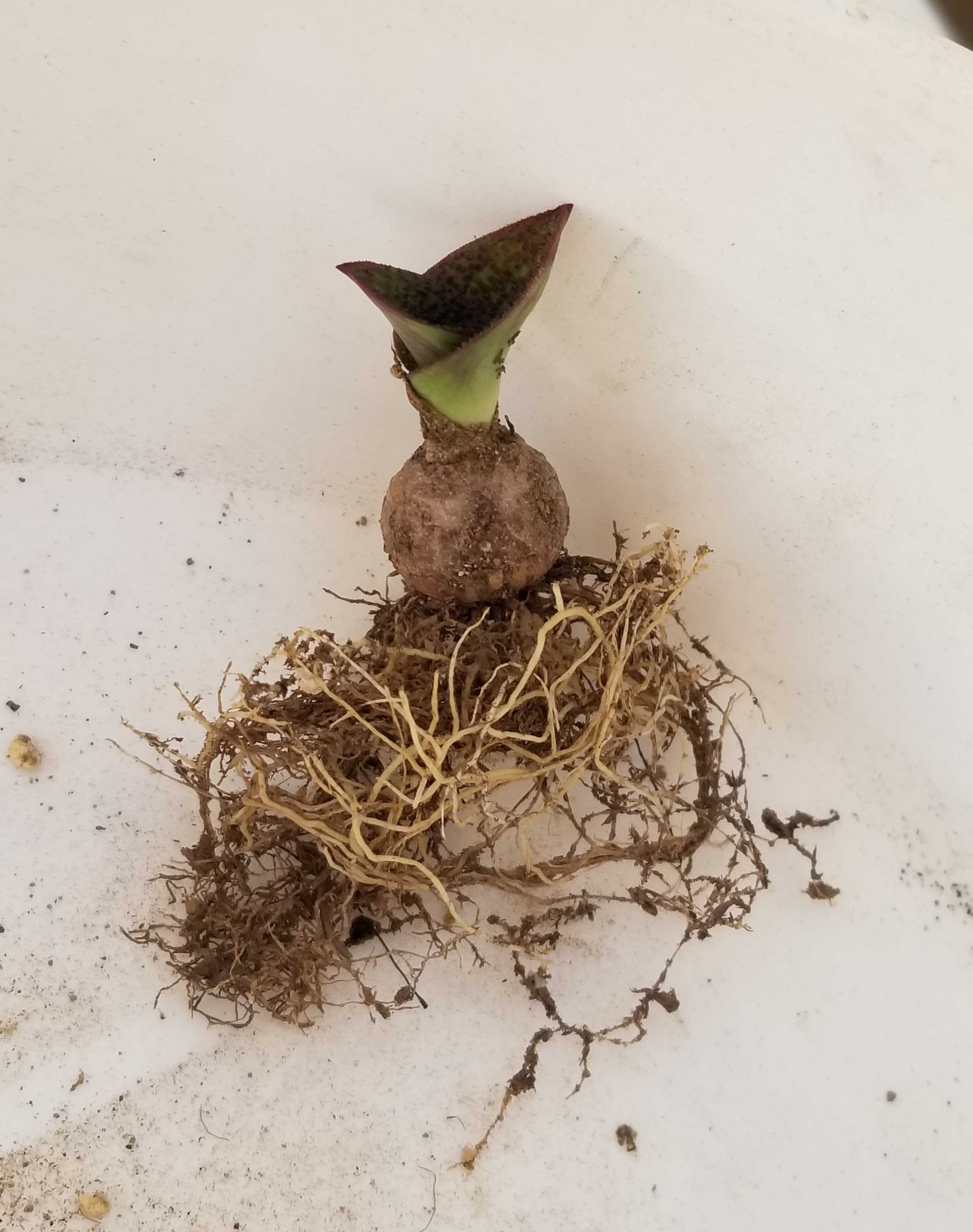 マッソニアを植え替える | デルオの多肉日記 - 楽天ブログ