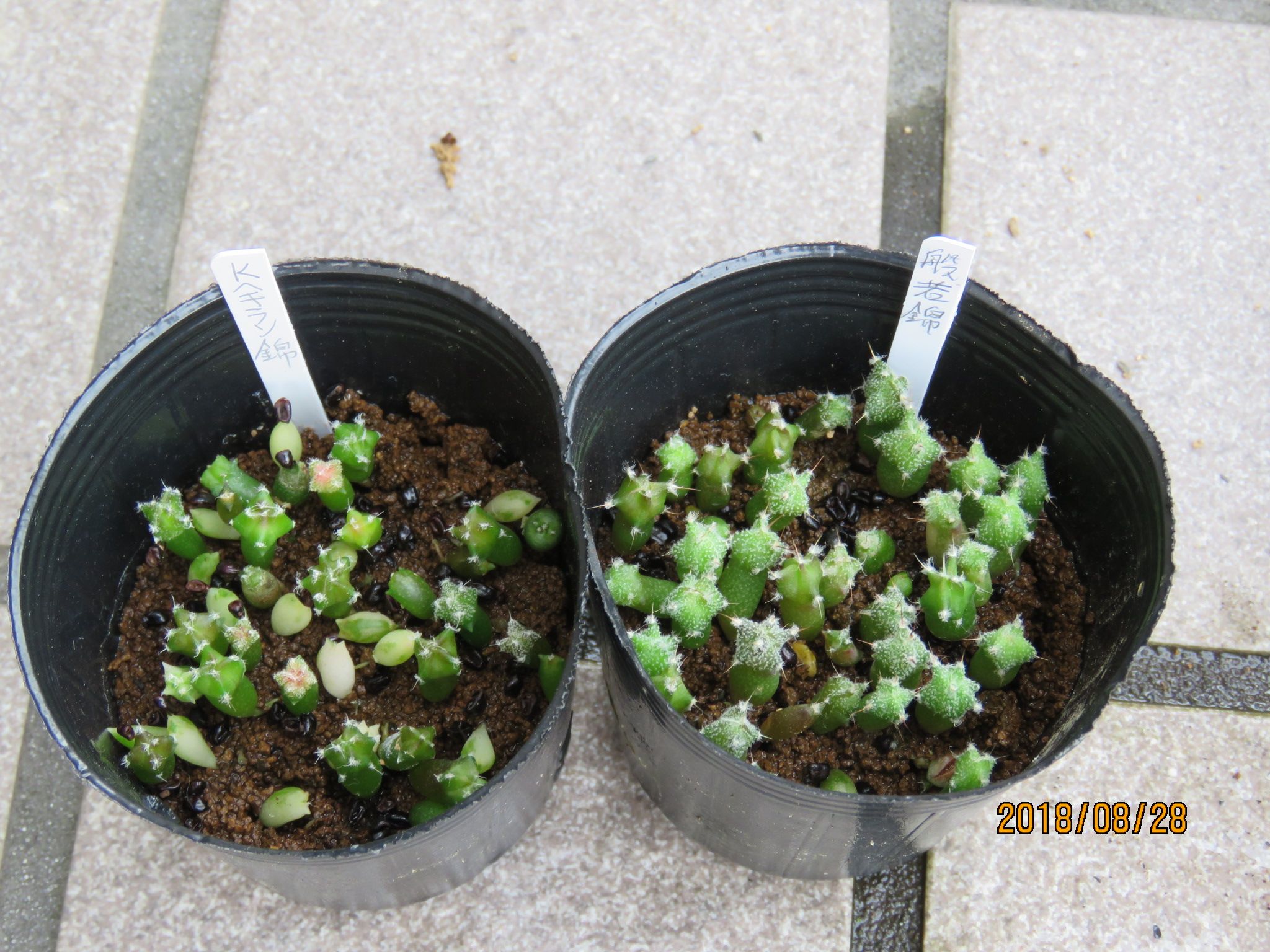 アストロフィツム属 実生苗達の植替え | びびるタニサボ達 - 楽天ブログ