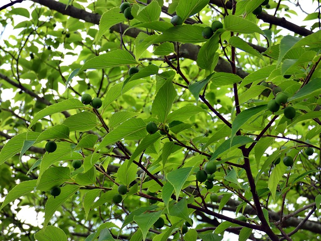 ムクノキを観る く ちゃんの自然観察記 楽天ブログ