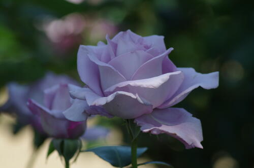 谷津バラ園のバラの花