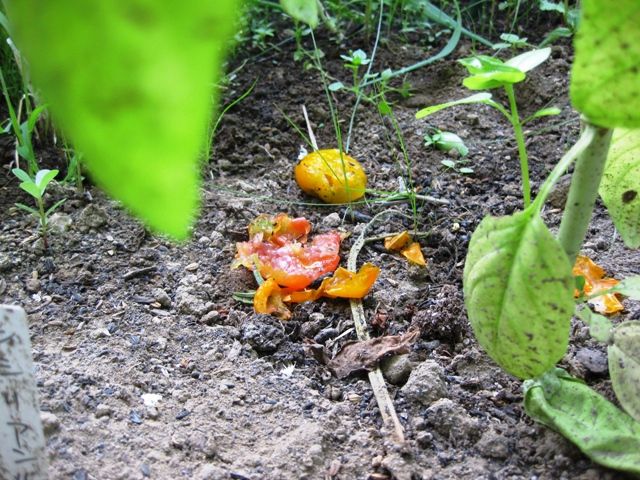 ミニトマトがタヌキにやられた！ | 青パパイヤと家庭菜園日記 - 楽天ブログ