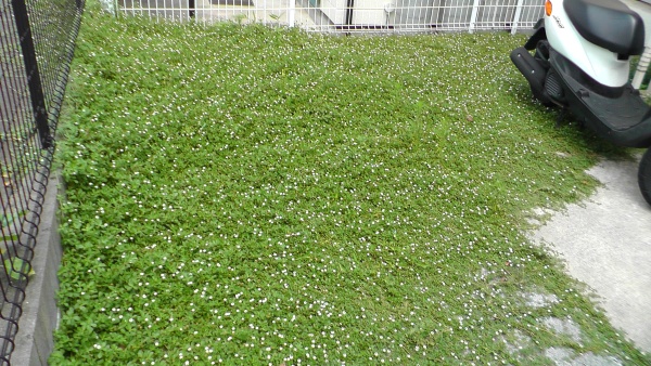 イワダレソウ（クラピアS1）で覆われた駐車場