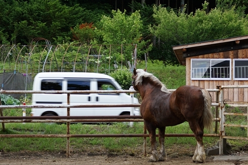 遠野　馬