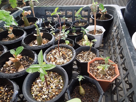 小田園芸4-30ｰ2