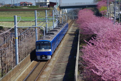 三浦海岸の河津桜と電車