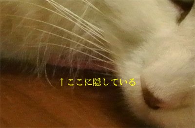 mumu13.jpg