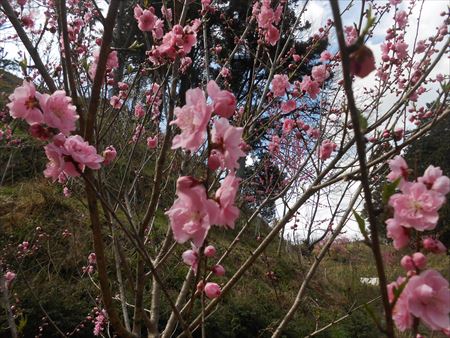 里山公園　ハナモモ