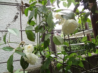 DSC00971.jpg