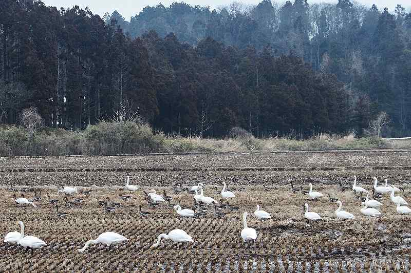 IMG_4709 (800x533).jpg