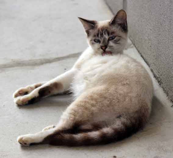 我が家のニャンコ♪2013/10/11-3