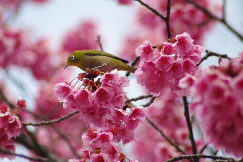 荏原神社の寒緋桜