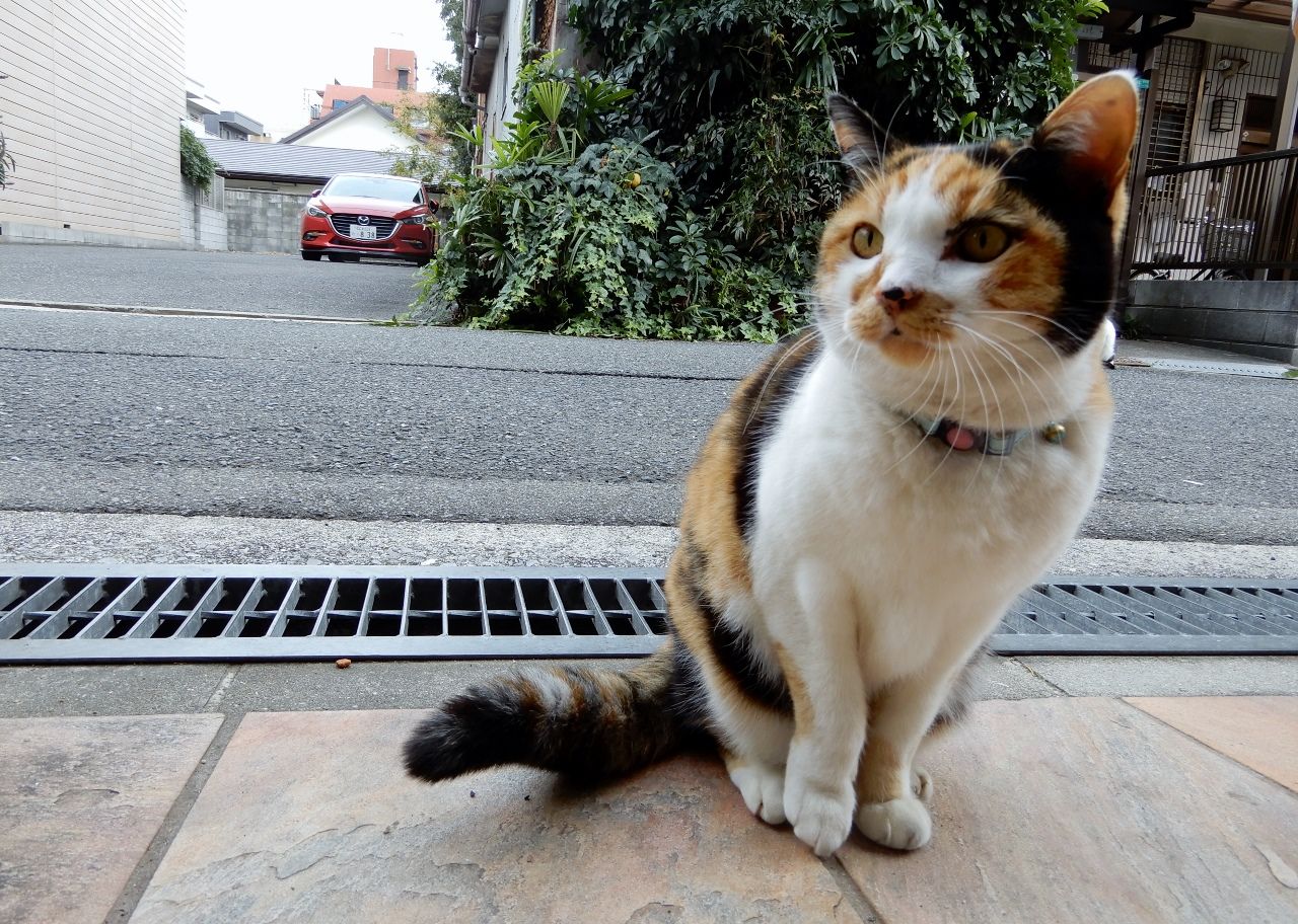 迫り来る猫たち の巻 人さまのネコ 楽天ブログ